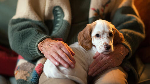 Medium sized sales therapy dogs